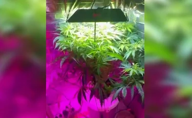 Нелегальная фитолаборатория: в Костанае мужчина выращивал коноплю в бане