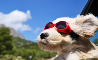 Үй жануарларымен сапарды шыққанда, нені ескерген жөн