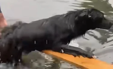 Не мог просто смотреть: в Актобе мужчина спас собаку из холодной воды