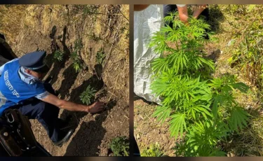 Түркістан облысында полицейлер егіс алқабына егілген қарасора өсімдігін анықтады