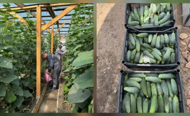 Осужденные в Акмолинской области выращивают овощи в теплице