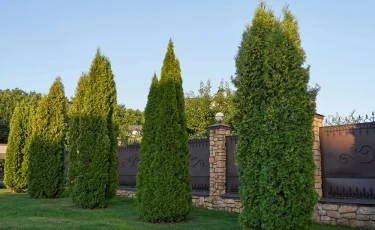 Почему нельзя сажать тую на участке: рискуете привлечь неприятности