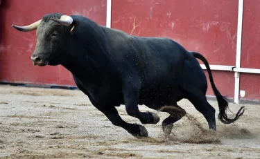 Трагедия на арене: бык насмерть забил 22-летнего парня