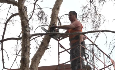 Алматыда  50 мыңнан астам апатты ағаш кесілді