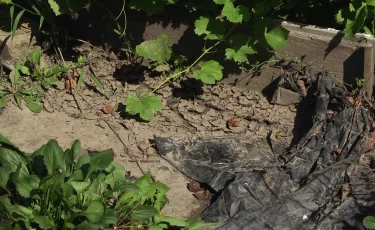 Тұншығып отырмыз: Қостанайда бағбандардың бақшасын нәжіс суы шайып кетті