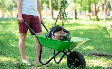 Осенняя посадка деревьев: что выбрать для сада