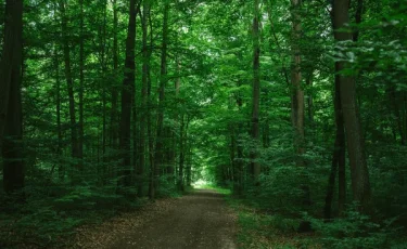 Избиение и насилие: тренера по фитнесу нашли мертвой в лесу