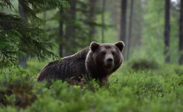 ШҚО-да аю ауыл тұрғындарының мазасын қашырды