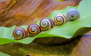 На Кубе спасают самых красивых в мире улиток