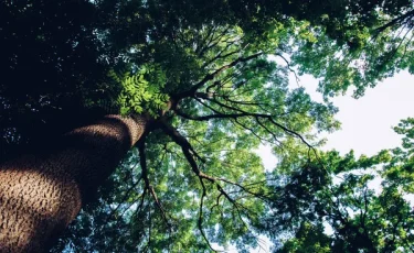 Трагедия в парке: мать спасла дочь от падающей ветки ценой своей жизни