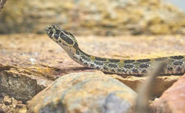 Неожданный гость: в Туркестанской области змея проникла в дом