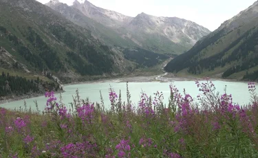 Туристер Сиверс алмасының гүлдеуін тамашалай алады