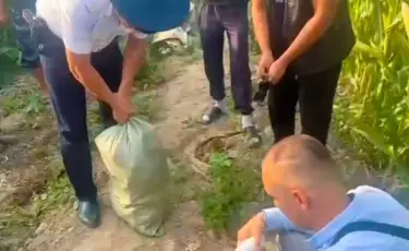 Коноплю в кукурузе обнаружили в Алматинской области (видео)