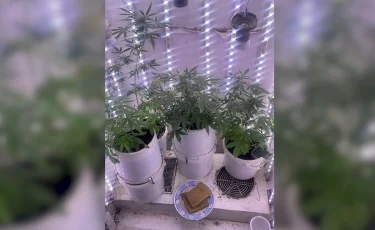 Вместо цветов - каннабис: в Атбасаре полицейские раскрыли «конопляную оранжерею»