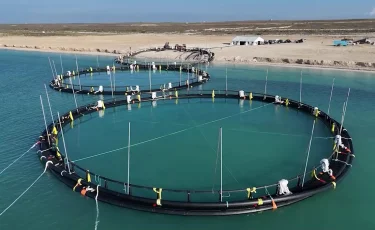 Каспий теңізінде балық өсіру ісі жолға қойылмақ