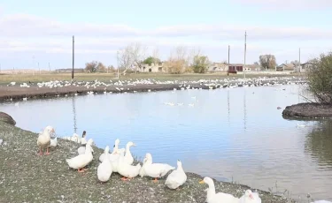 Причина неизвестна: в СКО зафиксировали массовый падёж домашней птицы