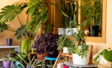Какие комнатные растения действительно очищают воздух, а какие просто для красоты