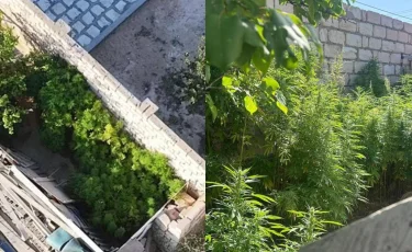 Конопля в огороде: у жителя Мангистауской области обнаружили наркосодержащие растения и не только