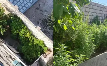 Конопля в огороде: у жителя Мангистауской области обнаружили наркосодержащие растения и не только