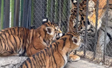 В Алматинском зоопарке родились два амурских тигренка