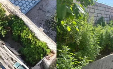 Маңғыстау облысында есірткі өсімдіктерін заңсыз өсіру дерегі анықталды