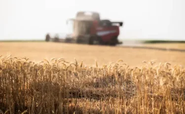 Батыс Қазақстанда 365 мың тонна астық жиналды