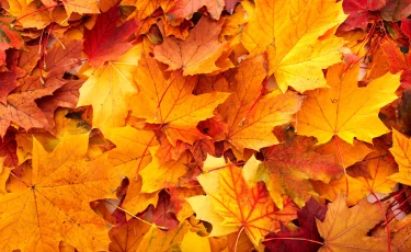 Осеннее волшебство природы: почему листья становятся жёлтыми и красными