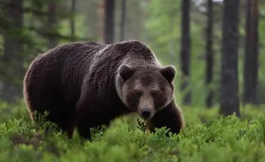 Смекалка помогла: школьнику удалось спастись от агрессивного медведя