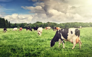 Скот массово гибнет в ВКО — названы предварительные причины