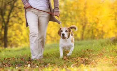 Почему прогулки на свежем воздухе продлевают жизнь и укрепляют здоровье