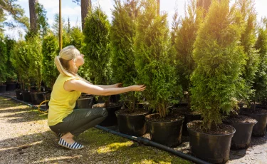 Уход за хвойными: безопасные решения против сорняков