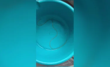 Құрттаған су ішіп отырмыз: тұрғындар тіршілік нәрінен тарығып отыр