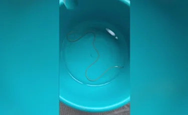 Черви, камни и песок: многолетняя проблема с питьевой водой остается не решенной