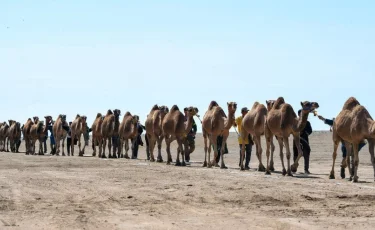 Новый рекорд мира: гигантский караван из 1000 верблюдов пронесся по Алматинской области