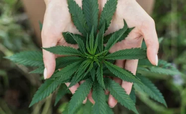 Қазақстанда соңғы үш айда ондаған есірткі алқабы табылды