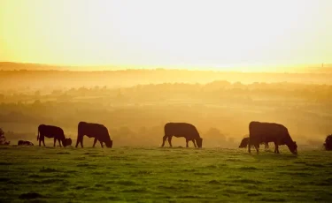 Стадо коров насмерть затоптало туриста