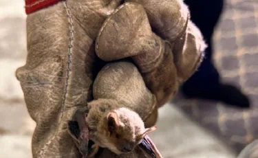 Жительница Атырау обнаружила летучую мышь в квартире