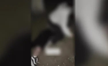 Атыраудағы қыздар төбелесіне байланысты қылмыстық іс қозғалды