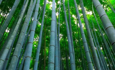 18 сентября в мире отмечают необычный праздник природы