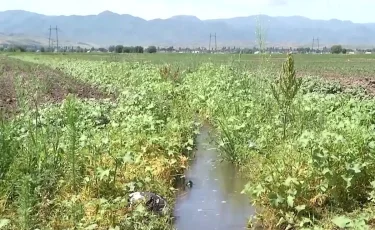 Поливной сезон и засушливое лето: казахстанские аграрии незаконно использовали воду