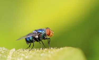 Марокко алғашқы «шыбын фабрикасын» ашты