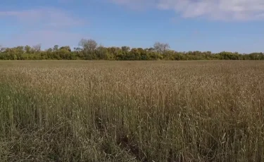 «Земля уходит из-под ног»: жители СКО могут лишиться паёв и дохода