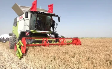 Егін жинау науқаны: Сыр өңірінде дихандар күрішке орақ салды