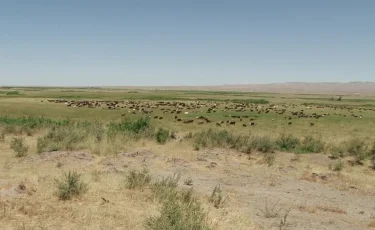 Қазақстанда бұрынғы шенеуніктер мен олигархтар иелік еткен жерлер қайтарылды