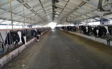 "Дефицита говядины в стране нет": Минсельхоз разъяснил ситуацию с экспортом