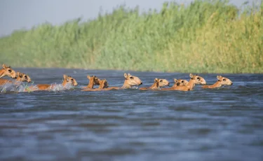Затоптали друг друга: свыше 100 сайгаков утонули при переходе реки в Актюбинской области