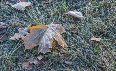 Еліміздің бірнеше өңірінде үсік жүреді