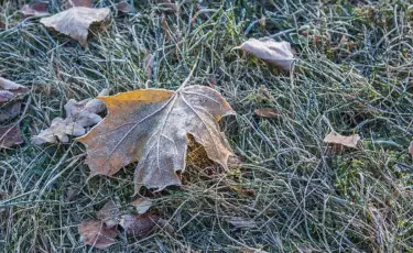 Еліміздің бірнеше өңірінде үсік жүреді