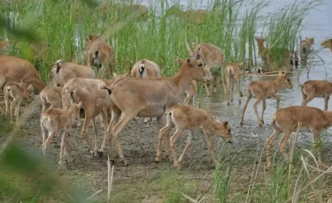 Ақтөбе облысында жүзден аса киіктің өлексесі табылды