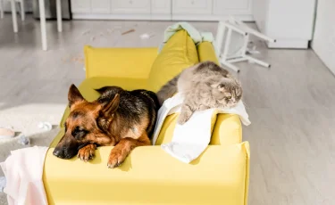 Как кошка с собакой: супруги решили развестись из-за вражды домашних животных